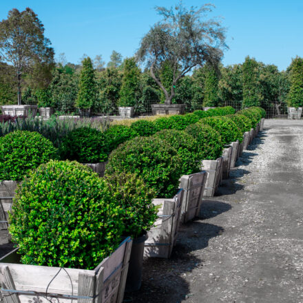 Buxus Green Beauty