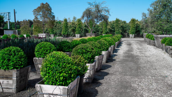 Buxus Green Beauty