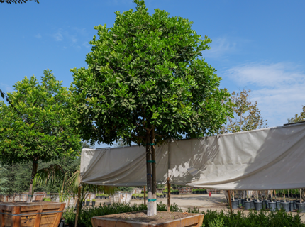 San Gabriel Trees at Norman's Nursery