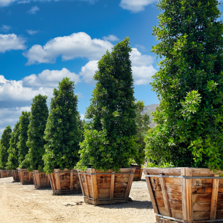 Ficus column specimen trees
