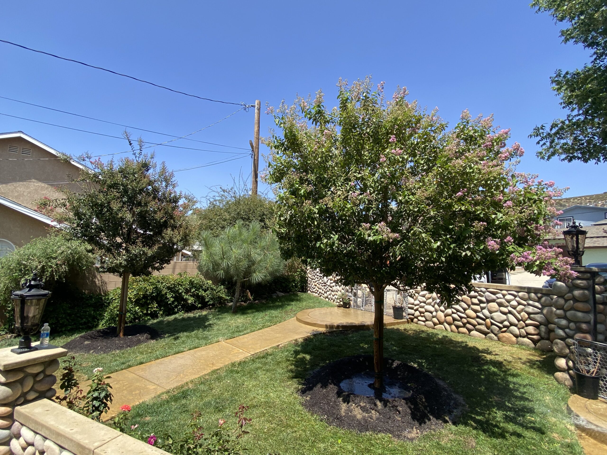 Strawberry Trees planted in landscape designed by Norman's Nursery profressionals