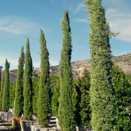 Italian Cypress trees for sale