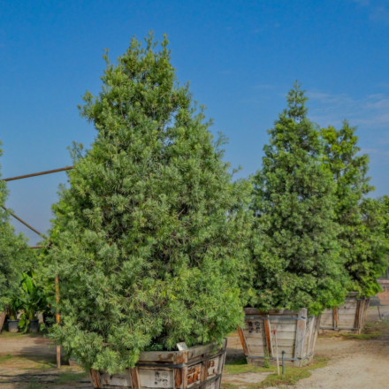 Podocarpus