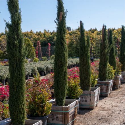 Tiny Towers Italian Cypress, Dwarf Italian Cypress