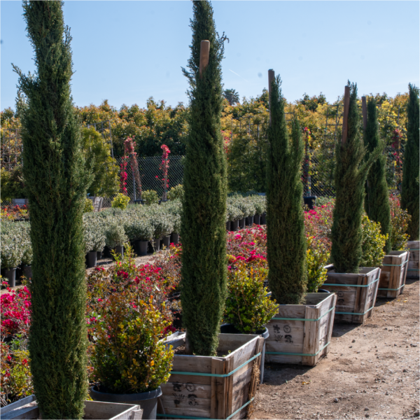 Tiny Towers Italian Cypress, Dwarf Italian Cypress