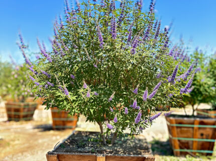 Assorted images of desert trees available at Norman's Nursery Residential