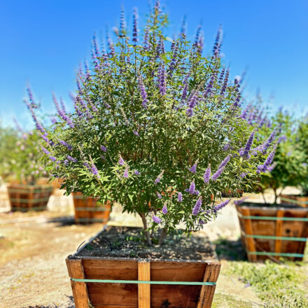 Assorted images of desert trees available at Norman's Nursery Residential