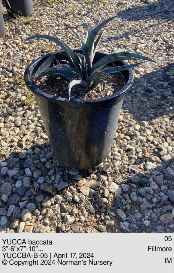 YUCCA baccata