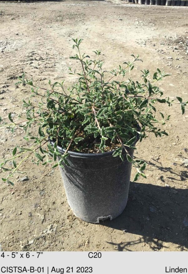 CISTUS salviifolius