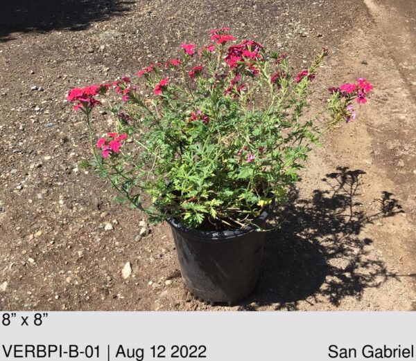 VERBENA peruviana Pink