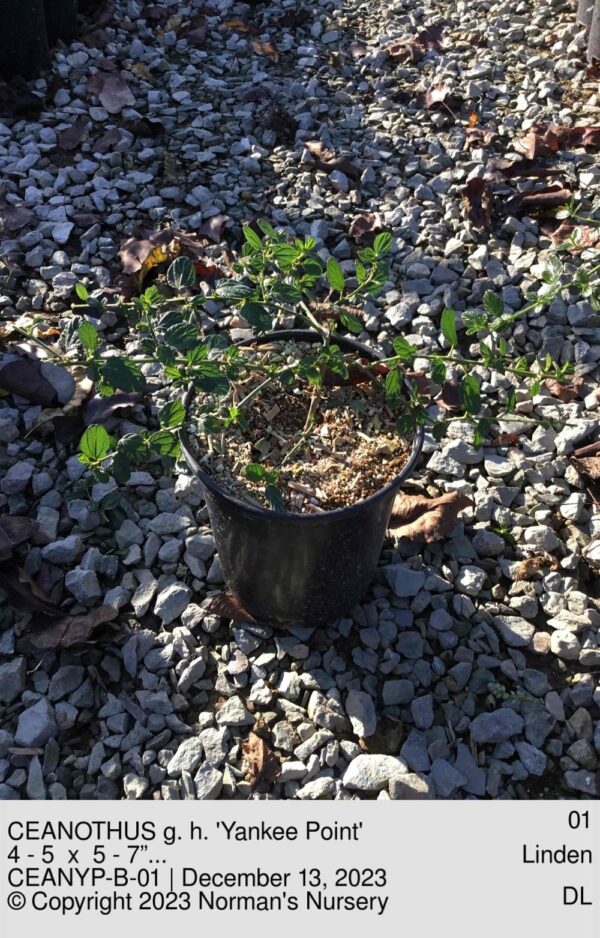 CEANOTHUS g. h. 'Yankee Point'