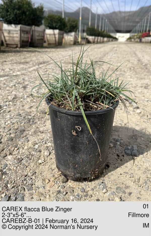 CAREX flacca Blue Zinger