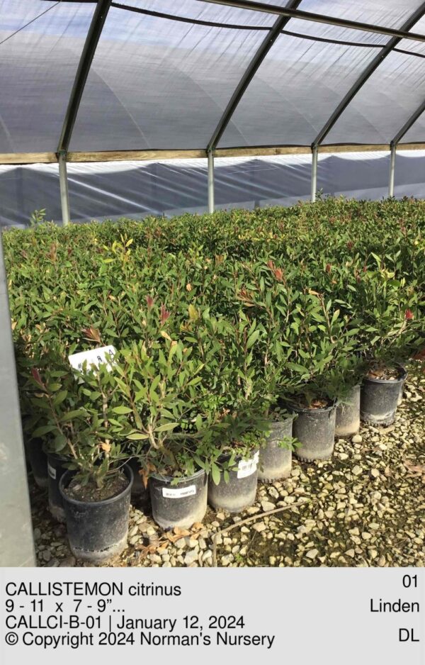 CALLISTEMON citrinus
