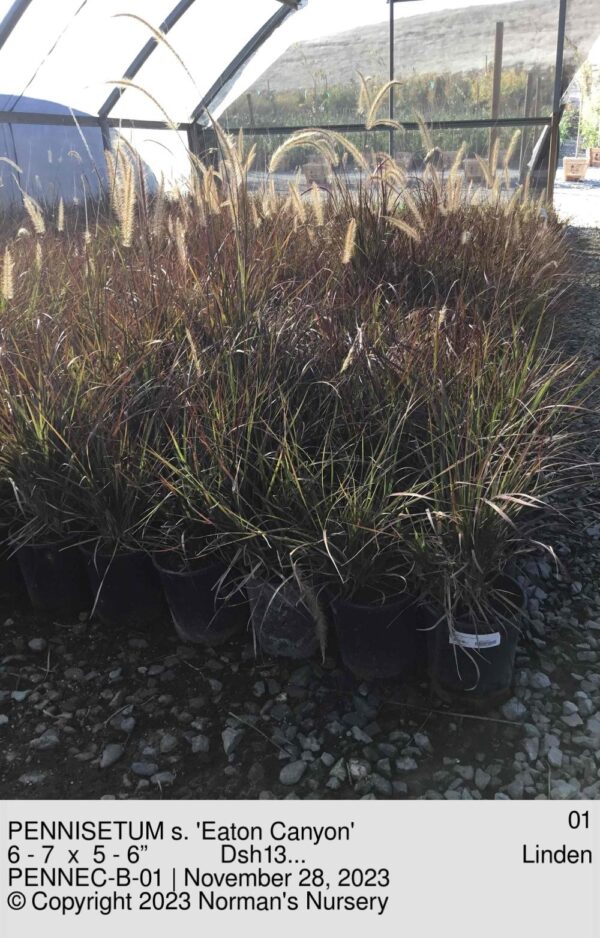 PENNISETUM s. 'Eaton Canyon'