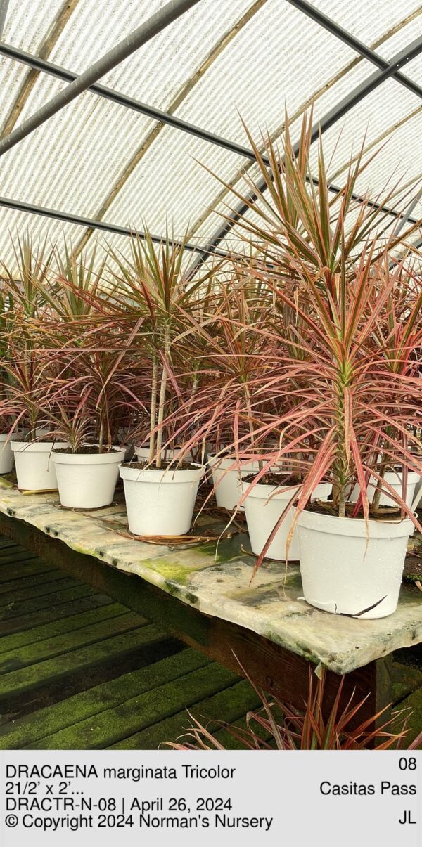 DRACAENA marginata Tricolor