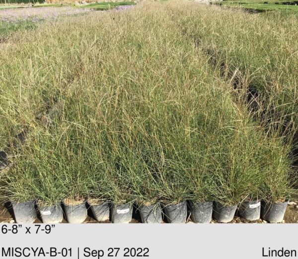 MISCANTHUS sin. Yaku Jima
