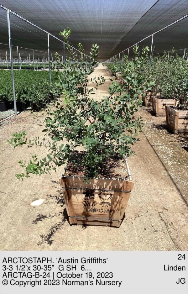 ARCTOSTAPH. 'Austin Griffiths'