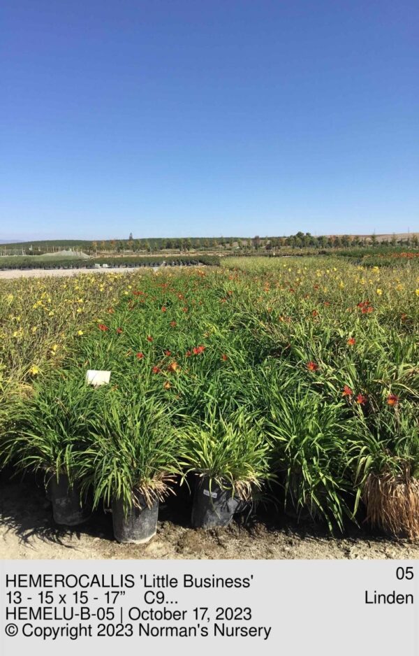 HEMEROCALLIS 'Little Business'