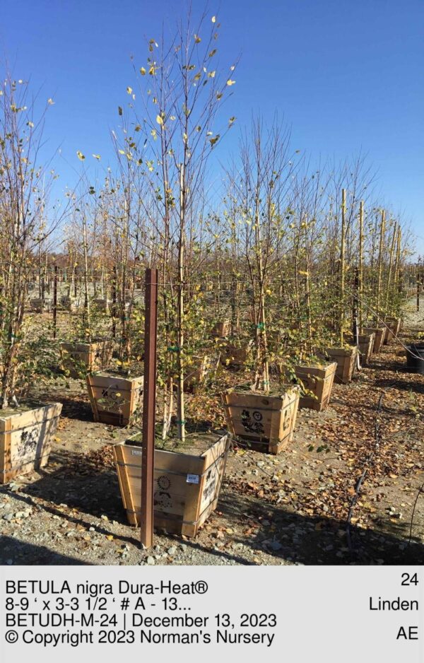 BETULA nigra Dura-Heat®