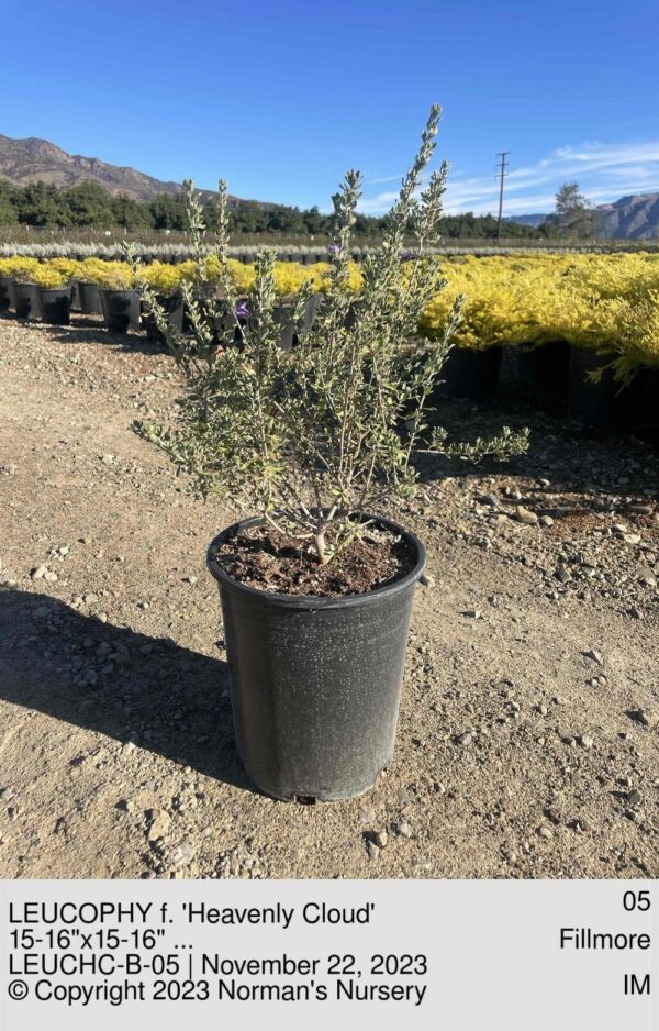 LEUCOPHY f. 'Heavenly Cloud'
