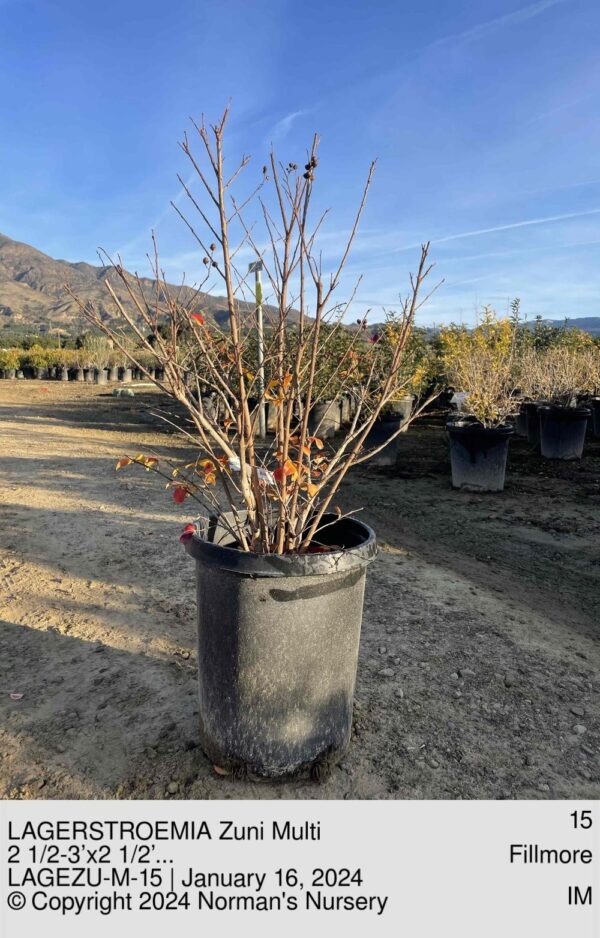 LAGERSTROEMIA Zuni Multi