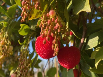 Strawberry tree flower with fruit hanging