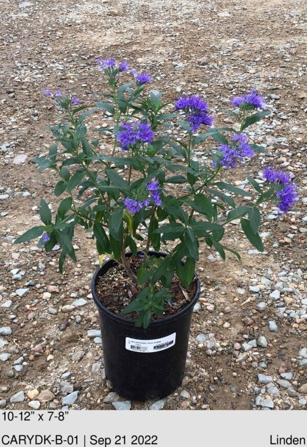 CARYOPTERIS 'Dark Knight'