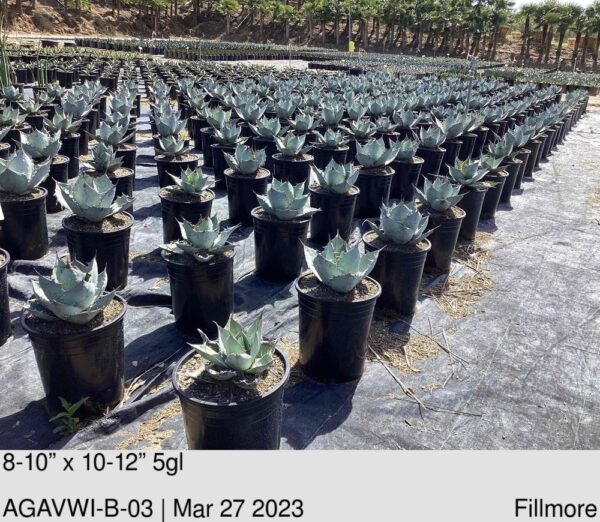 AGAVE Titanota 'White Ice'