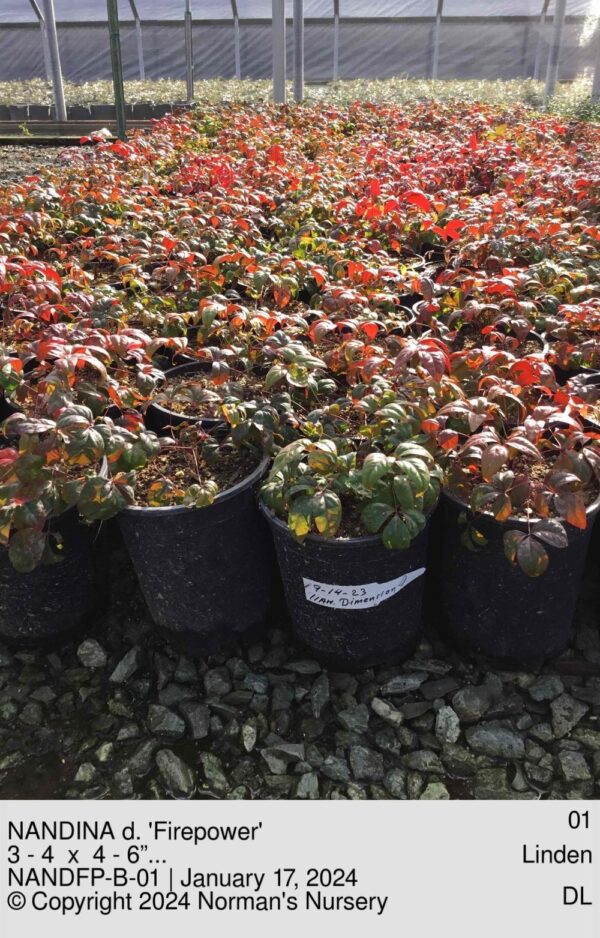 NANDINA d. 'Firepower'