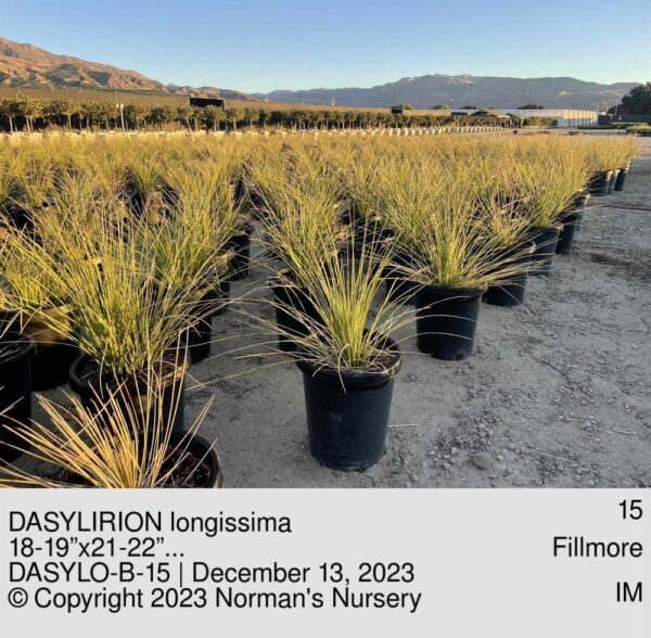 DASYLIRION longissima
