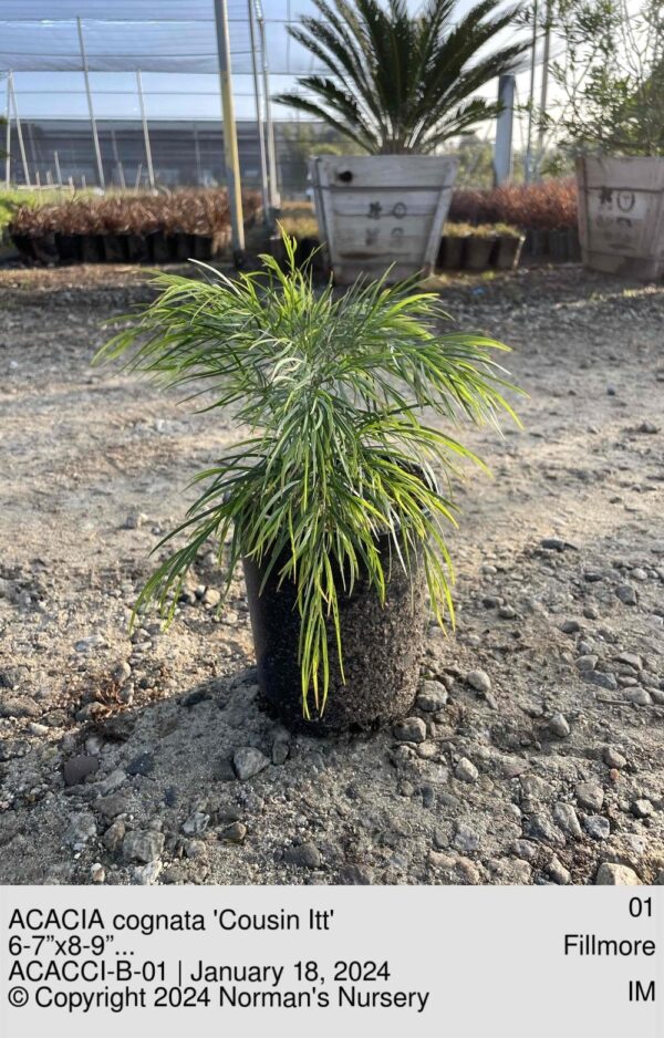 ACACIA cognata 'Cousin Itt'