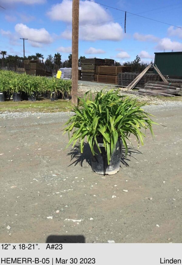HEMEROCALLIS Russian Rhapsody