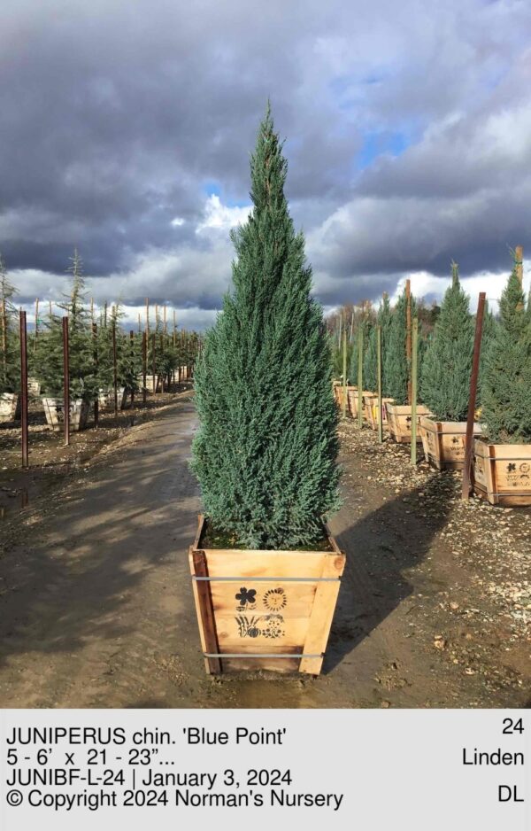 JUNIPERUS chin. 'Blue Point'