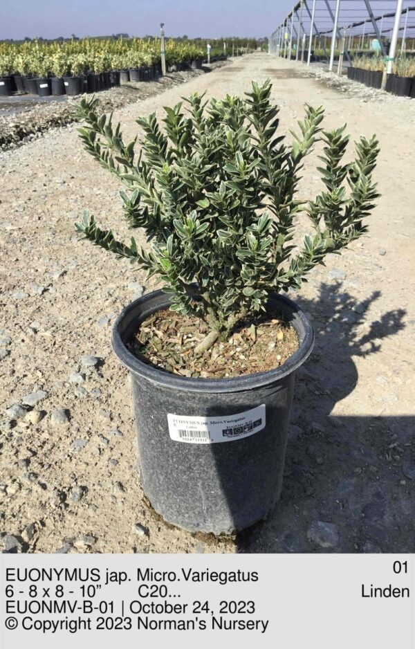 EUONYMUS jap. Micro.Variegatus
