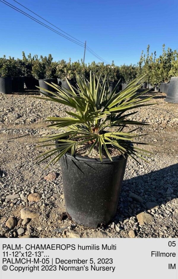 PALM- CHAMAEROPS humilis Multi