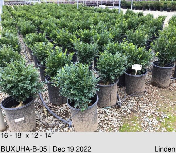 BUXUS harlandii