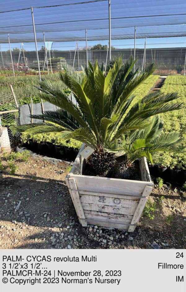 PALM- CYCAS revoluta Multi