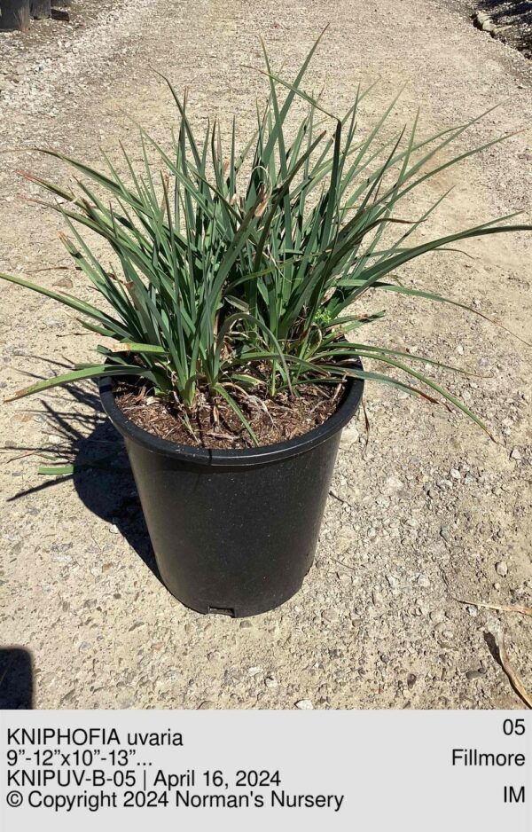KNIPHOFIA uvaria