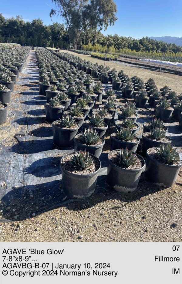 AGAVE 'Blue Glow'