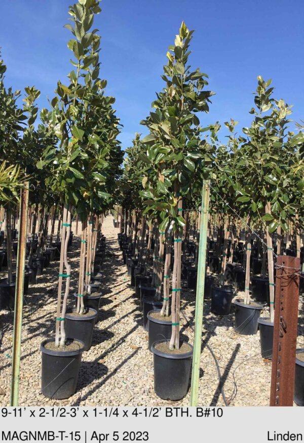 MAGNOLIA g Majestic Beauty Std