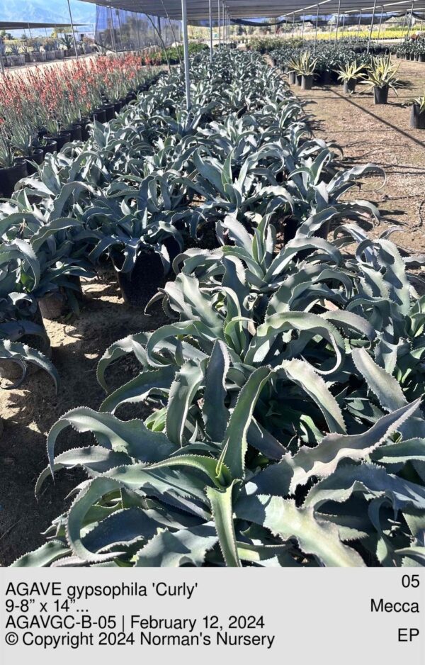 AGAVE gypsophila 'Curly'