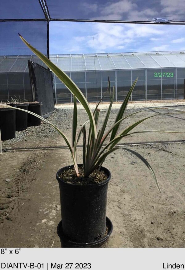 DIANELLA tasmanica 'Variegata'