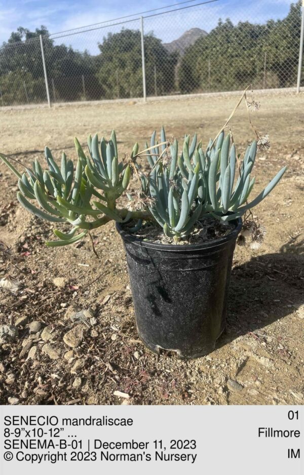 SENECIO mandraliscae