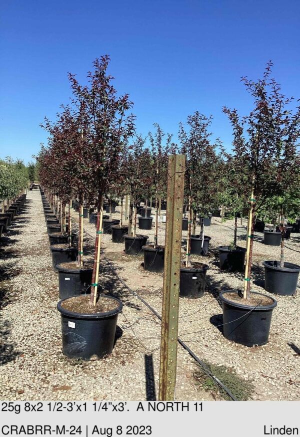 CRABAPPLE 'Royal Raindrops'