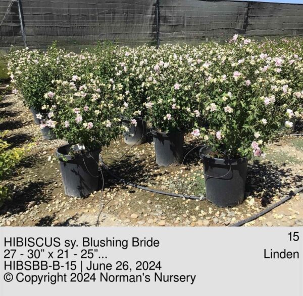 HIBISCUS sy. Blushing Bride