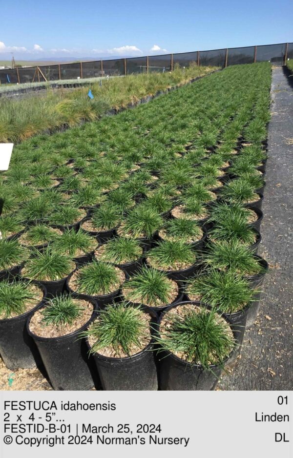 FESTUCA idahoensis