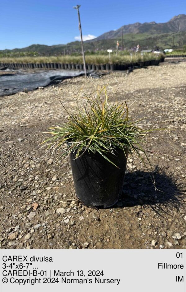 CAREX divulsa