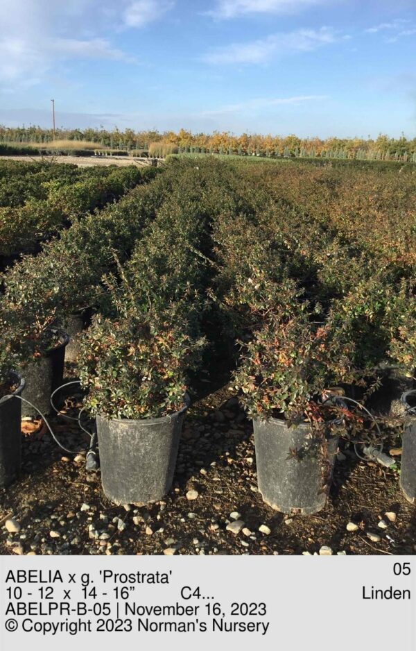 ABELIA x g. 'Prostrata'