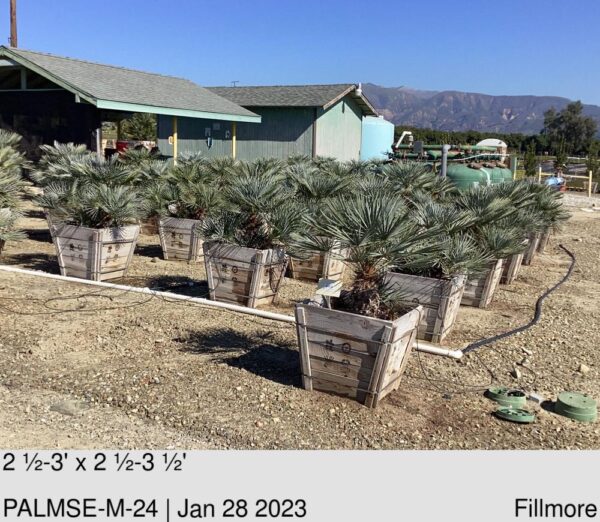 PALM- CHAMAEROPS hum. Cerifera