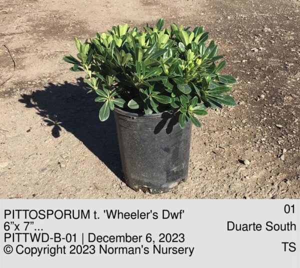 PITTOSPORUM t. 'Wheeler's Dwf'